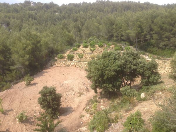 restanques plantés d' orangers à sanary sur mer