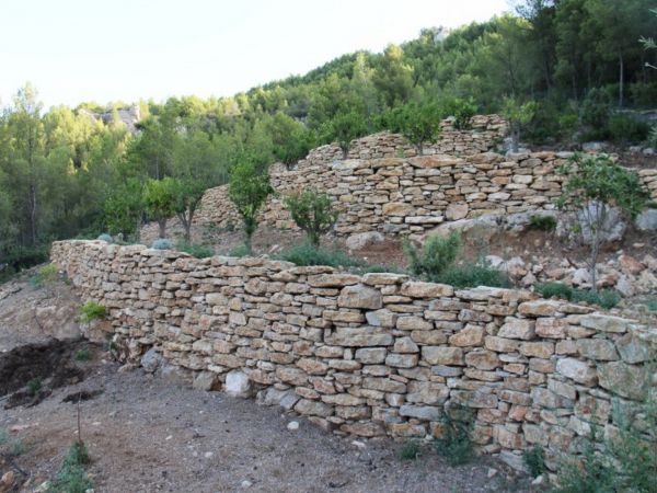 Plantation d' une orangeraie