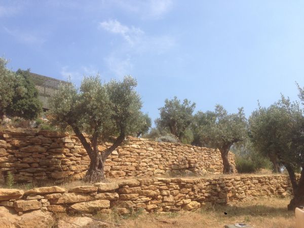 restanques d' oliviers arroser par un systéme de gouttes à gouttes